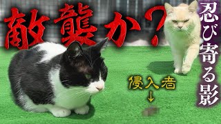 Tsuyo Bomb is confused by the invaders who keep attacking one