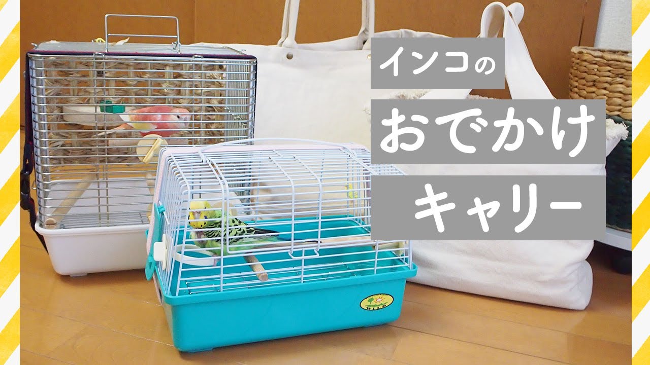 インコのおでかけ・通院】キャリーとキャリーを入れるバッグはどんなの