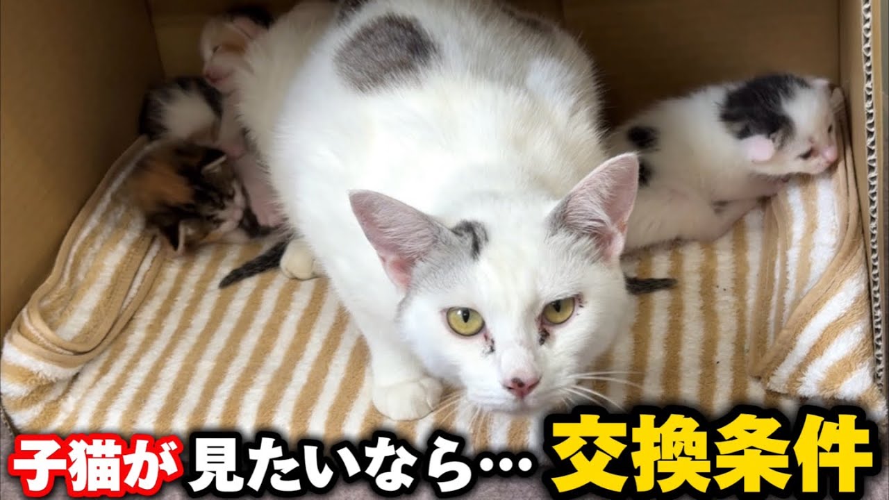 If you want to see a 13-day-old kitten… what is the tradeoff