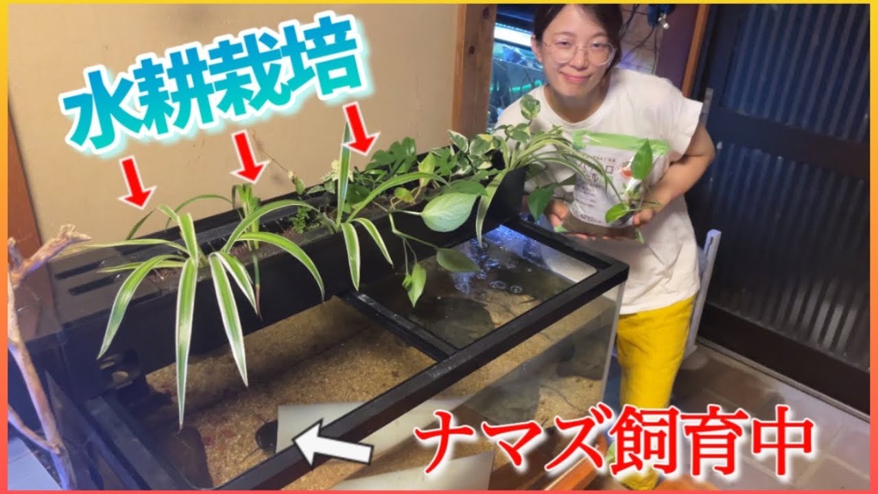 ナマズ水槽の上部フィルターで観葉植物の育成に挑戦したら