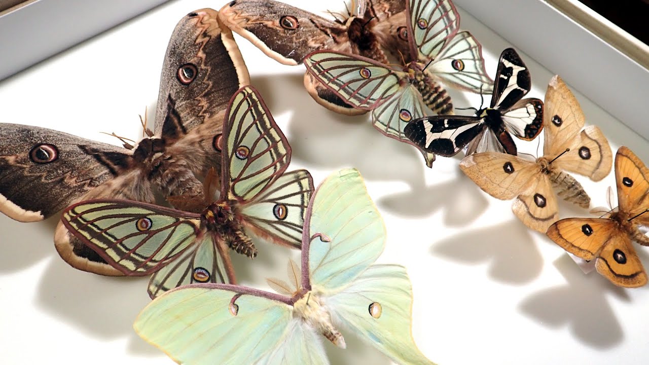 外国産蛾標本 クジャクヤママユ spini 蝶標本 貴重な野外品 外国産蛾