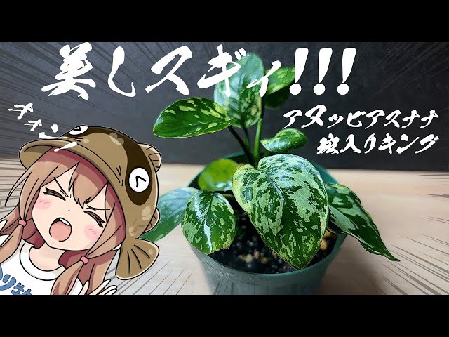 Hardy! Beautiful! Extremely rare! Anubias that tickles the man's