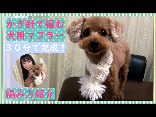 Crocheted dog scarf, hand-knitted dog accessories, toy poodle, dog