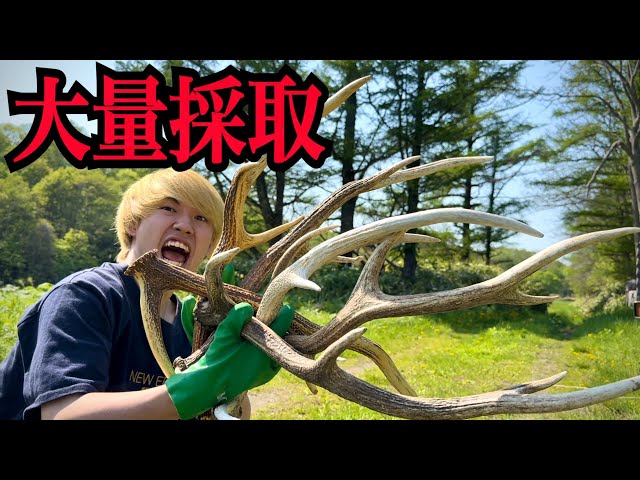 Mass harvesting] I'll show you how to harvest a large amount of