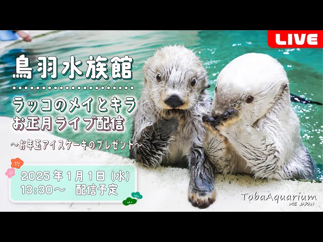鳥羽水族館 コレクションカード レア レアカード ポテト メイ ラッコ