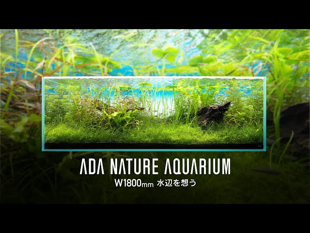 ADAアクリルフォト水中の森 Forests Underwater