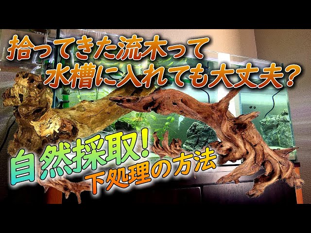 How to use driftwood collected from rivers and dams in a tropical