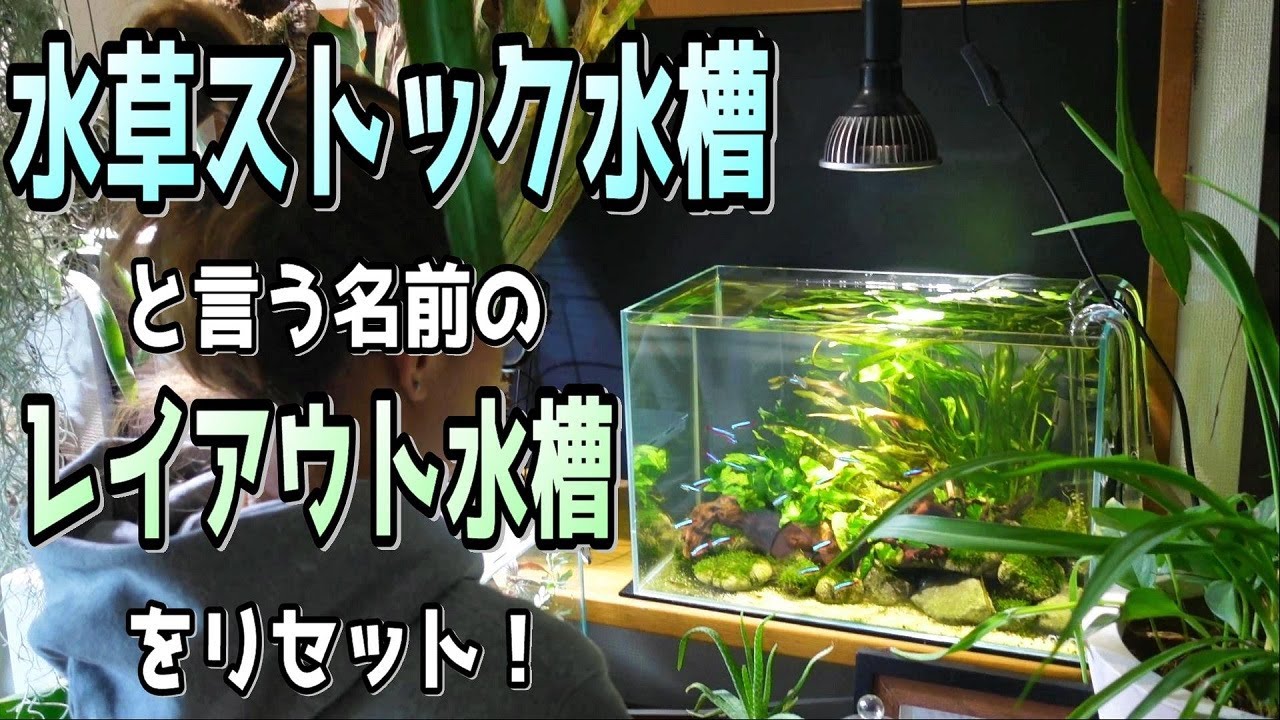 在庫処分 半額OFF】自然美水景レイアウト – メンテナンス不要で常に緑