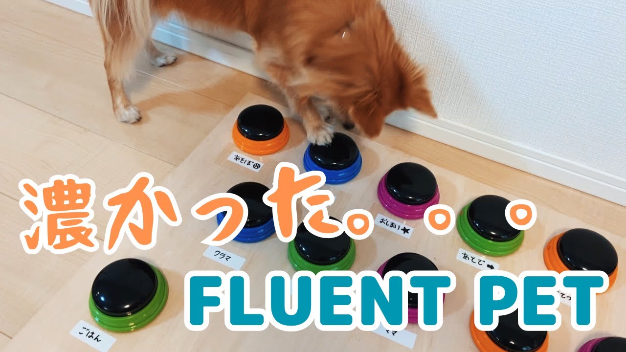 ボタン会話教え方シリーズ】FLUENT PETのボタン会話サミットに参加した