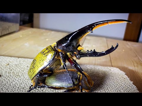 The Mystery of Life] Hercules beetle mating is indeed beautiful
