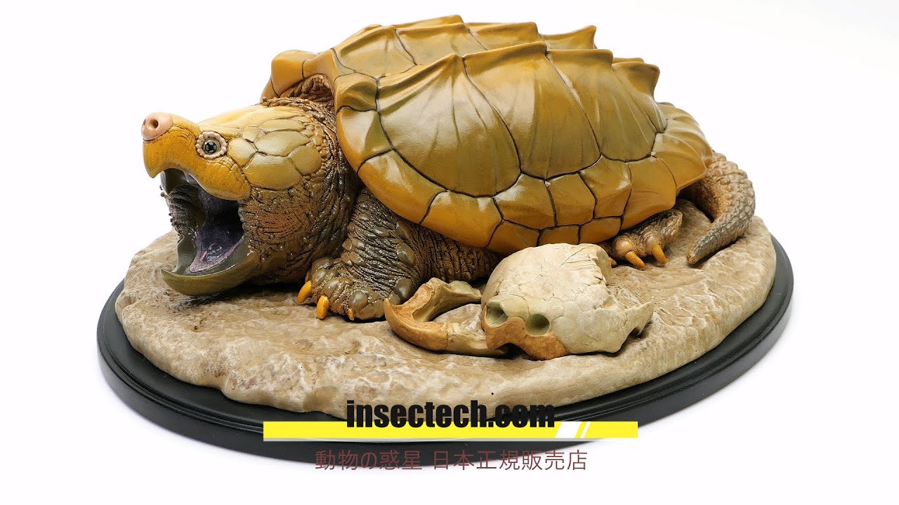 新！【動物の惑星 写実シリーズ】第一弾 初回頭骨付属 ワニガメ