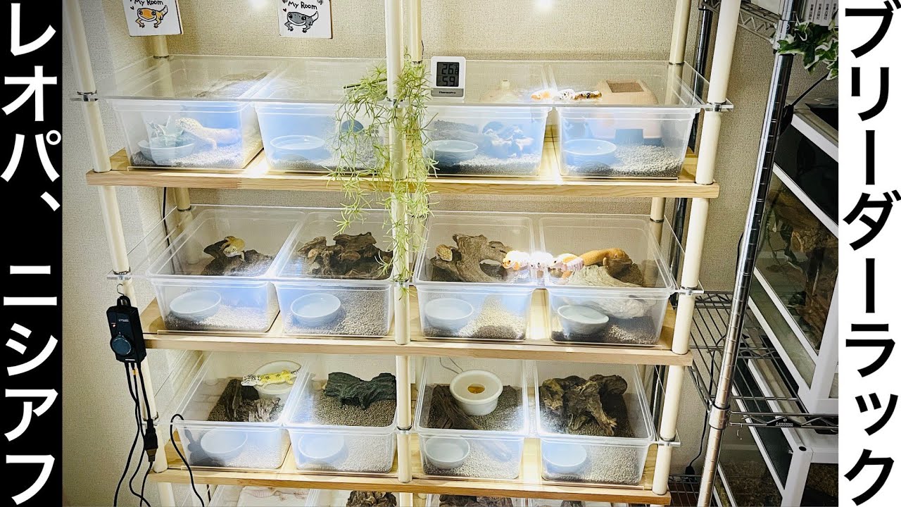 ☆調整式ブリーダーラック 爬虫類 レオパ ニシアフ☆ 最 安値