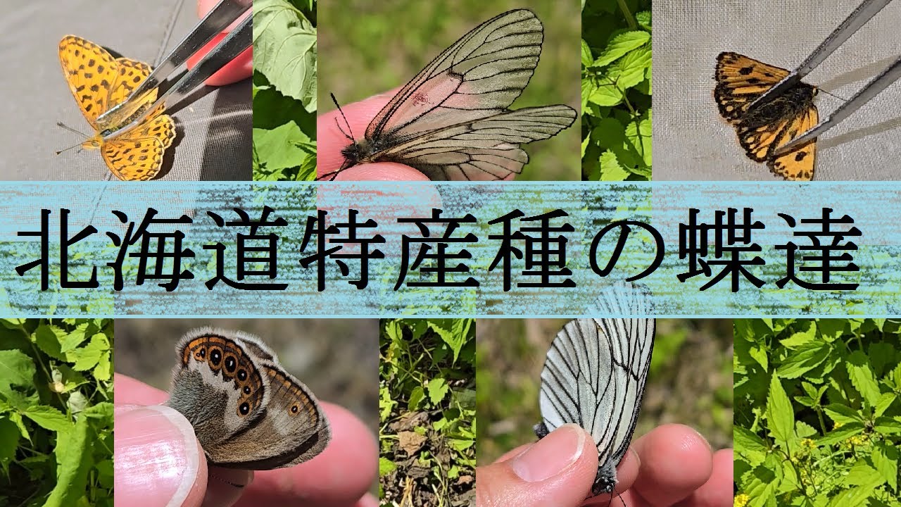 初夏の山地で北海道特産の蝶たちを探してきた - YouTube