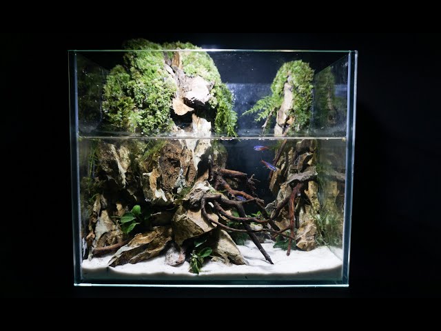 m77大型流木 アク抜き済み 爬虫類シェルター レイアウト用 インテリア