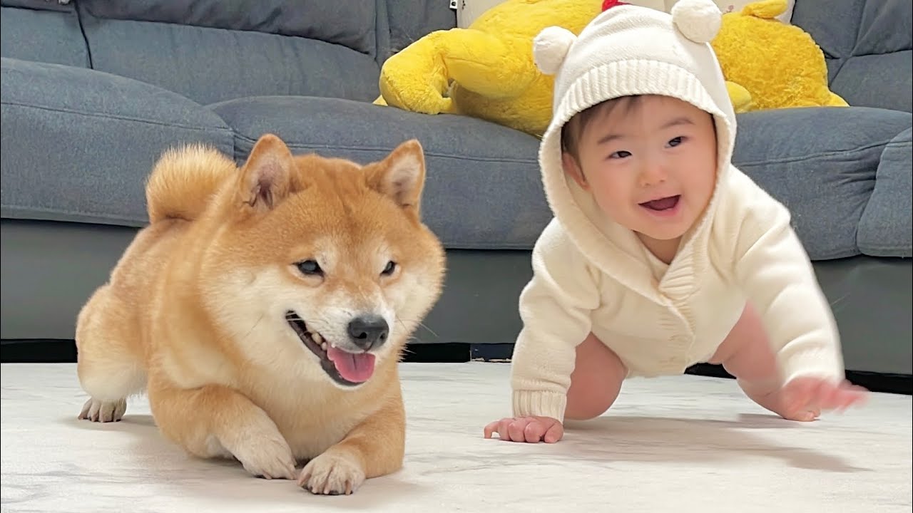 ハイハイは誰にも負けないと実力の差を見せつけてくる豆柴が可愛すぎ