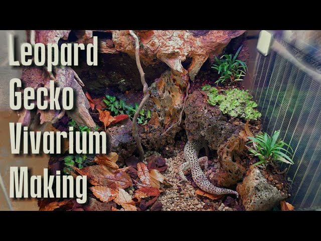 至高の領域に近いレオパのビバリウムを作る〜前編〜 - YouTube