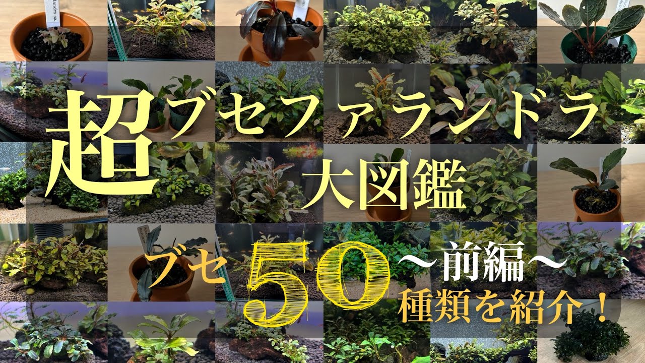 A thorough explanation of how to propagate Bucephalandra! How to