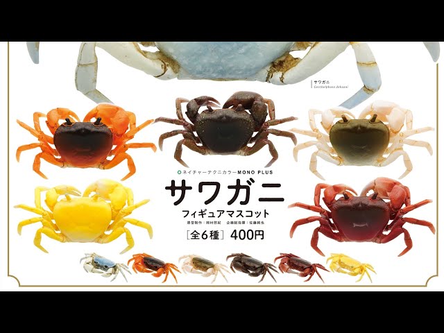 生物細密画「サワガニの子育て」 生物細密画「サワガニの子育て」