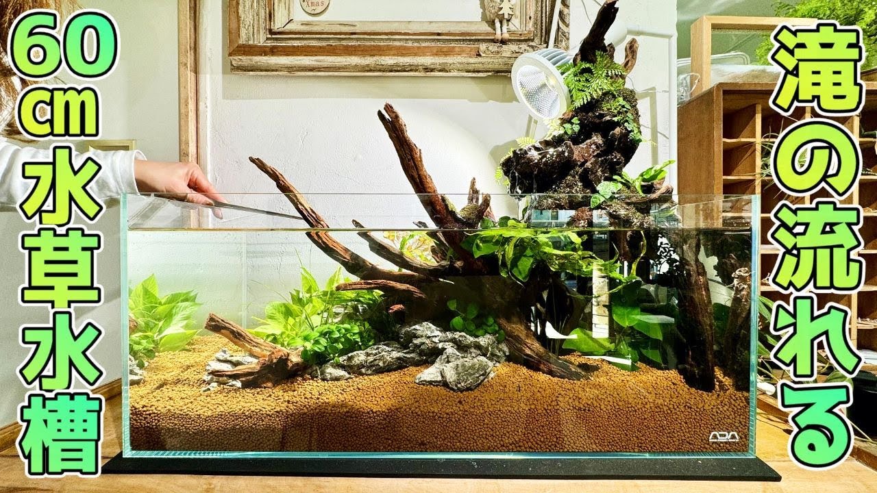 エキゾテラ6060 水槽 レイアウト