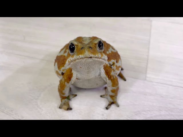 溢れかえる岸辺2枚】【渦まく知識4枚】 溢れかえる岸辺2枚】【渦まく