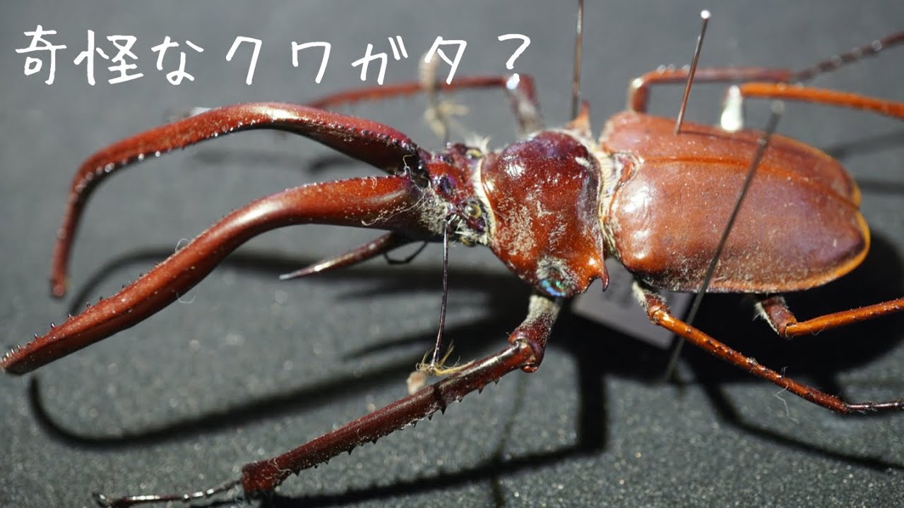 ゆるゆる昆虫標本紹介】顎と目が4つある海外の奇怪なクワガタがカッコ