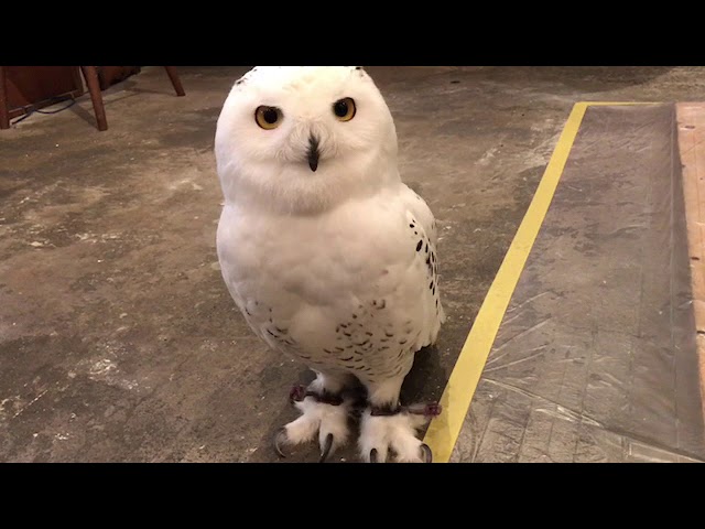 シロフクロウ オウル owl シロフクロウ 【Snowy Owl】 - YouTube
