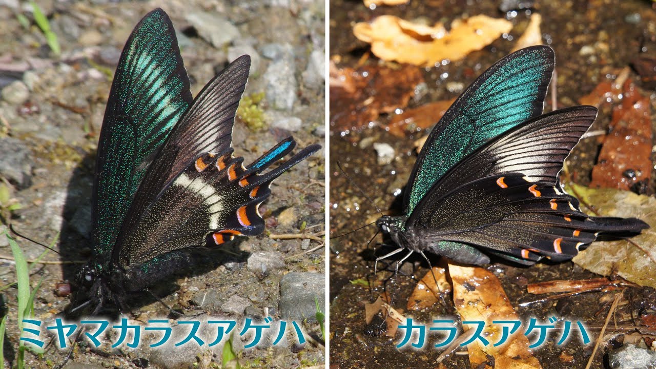 カラスアゲハとミヤマカラスアゲハの簡単な見分け方 - YouTube