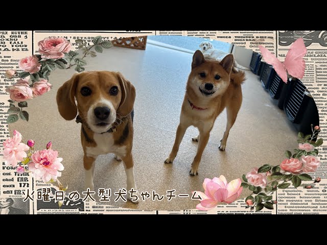 犬と親子/TWO GOOD FRIENDS 額入り リトグラフ 犬と親子/TWO GOOD