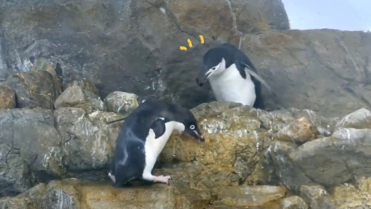 ぴょんぴょんペンギンさん🐧お友だちを訪問】そして通りすがりの