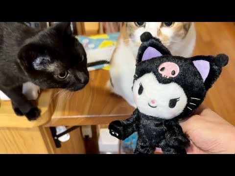 黒猫にクロミちゃんを紹介してみたら三毛猫の反応が可愛かった - YouTube