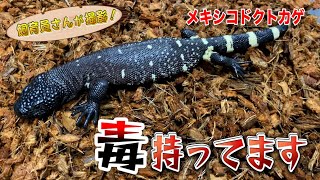 世界で2種類だけ！毒トカゲ登場！（Mexican Beaded Lizard） - YouTube