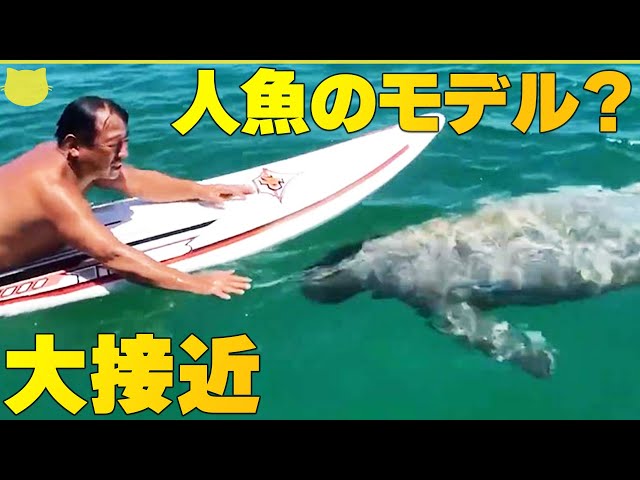 人魚の波乗り