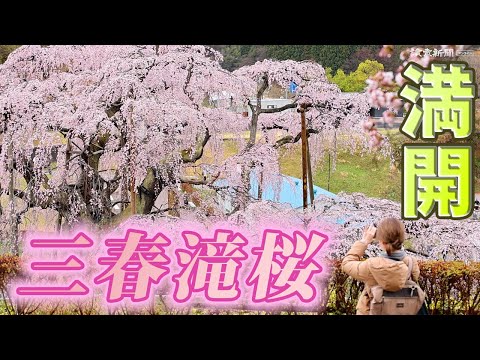 なんと‼️今だけ特別価格【期間限定商品 貴重品】日本三代桜 三春滝