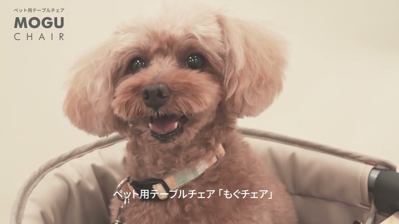 MOGU (もぐ)チェア ナッツ | KISSBABY