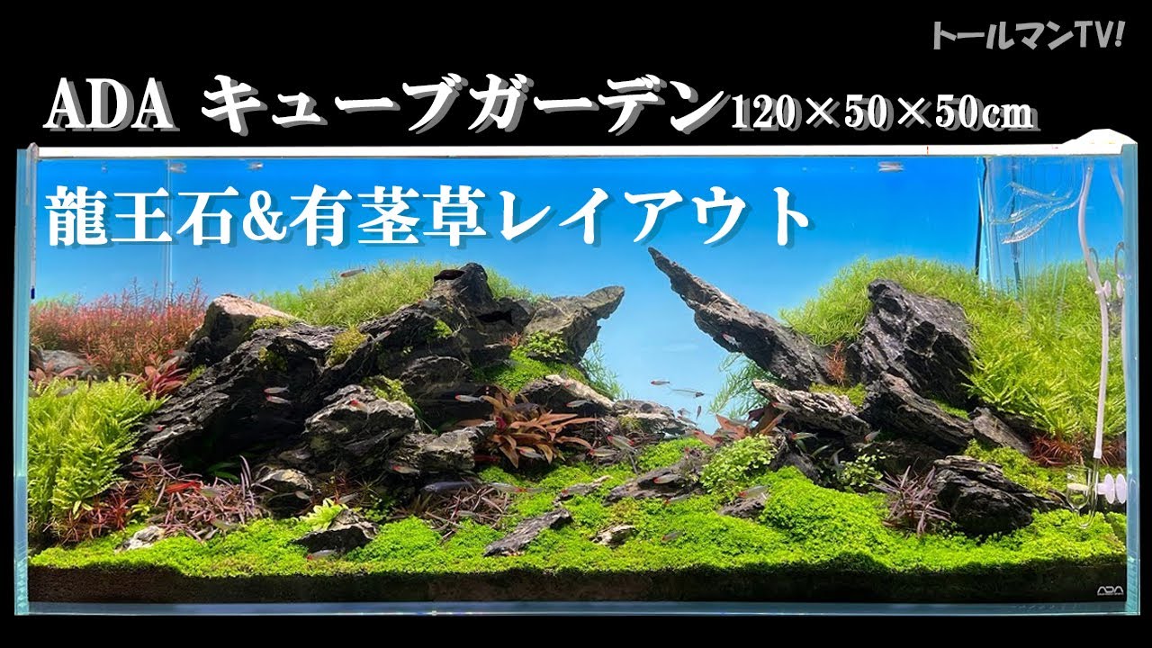 1200 Aquatic Plants Ryuo Stone Stem Plant Layout ADA [Aquarium