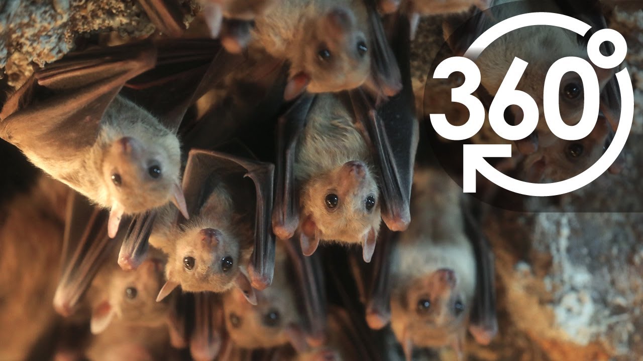 いきもの目線】エジプトルーセットオオコウモリ ／ 360lives Egyptian