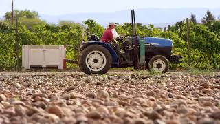 カユース フライング ピッグ 2022 : オルカ・インターナショナル株式会社