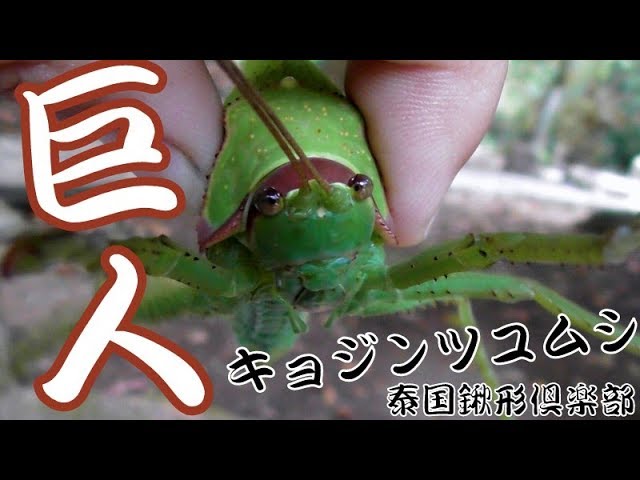 It's huge!! Kyojin Tsuyumushi [Thailand] - YouTube