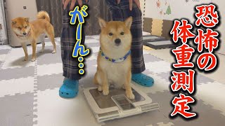 The puppy is in tears at the unexpected result, while his older