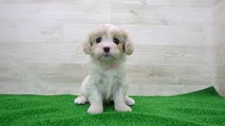 ペットショップcoo&riku No..00746748 MIX（ハーフ） - YouTube