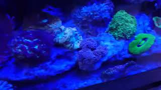 SPECTRA スペクトラ SP200｜ウェブ通販｜アクアリウム工房 ブルーハーバー