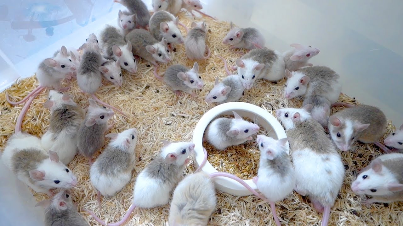 通販可能！】ヤワゲネズミ(プチラット)の販売を開始します【少数限定