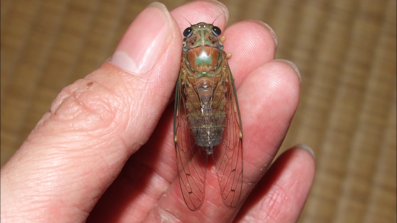 ダイトウヒメハルゼミ | いつもどこでも虫日和（主にセミ）