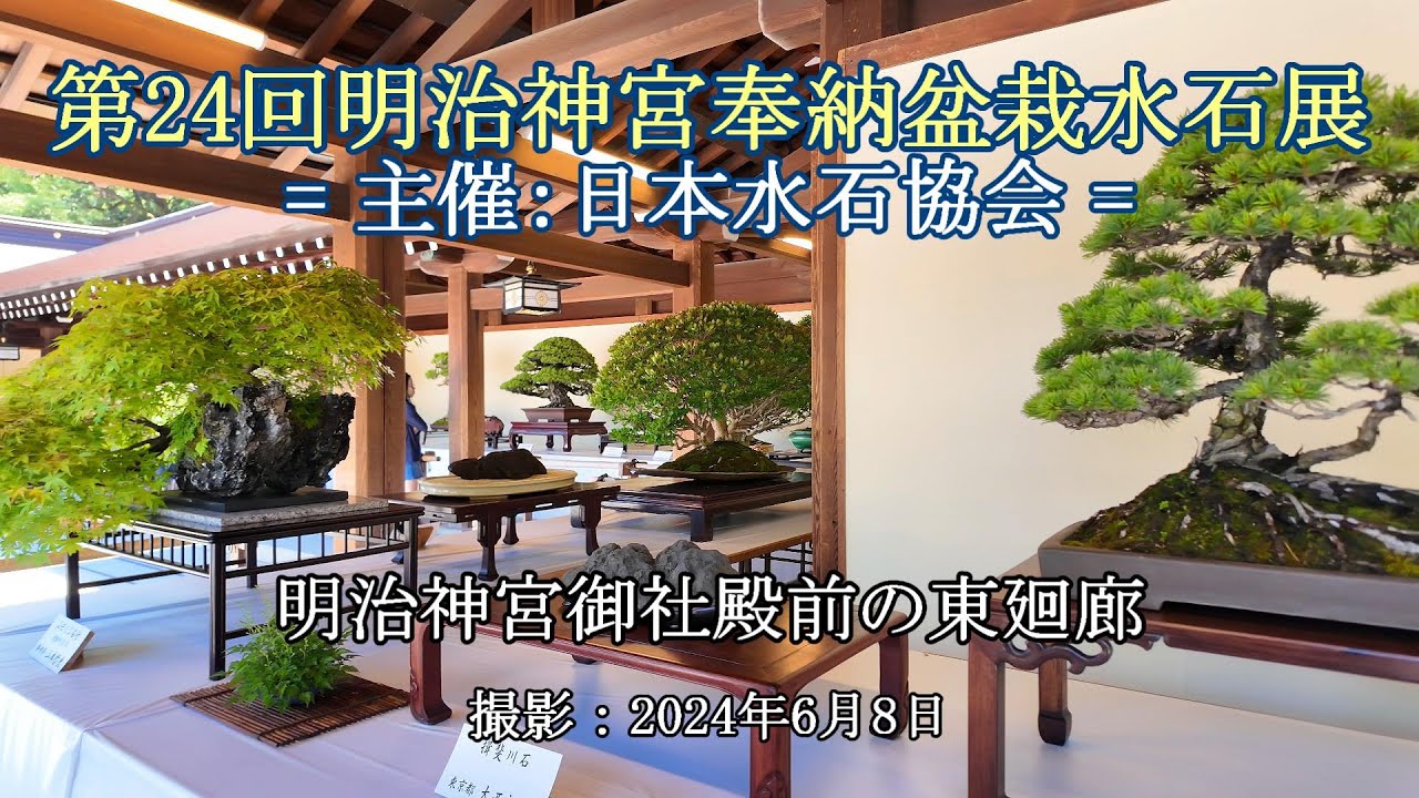第24回明治神宮奉納盆栽水石展 = 主催：日本水石協会 = [4K] The 24th