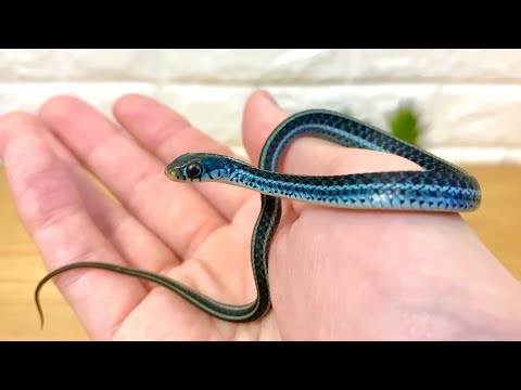 アメリカで一番美しいヘビをお迎えしました✨ Bluestripe Garter Snake