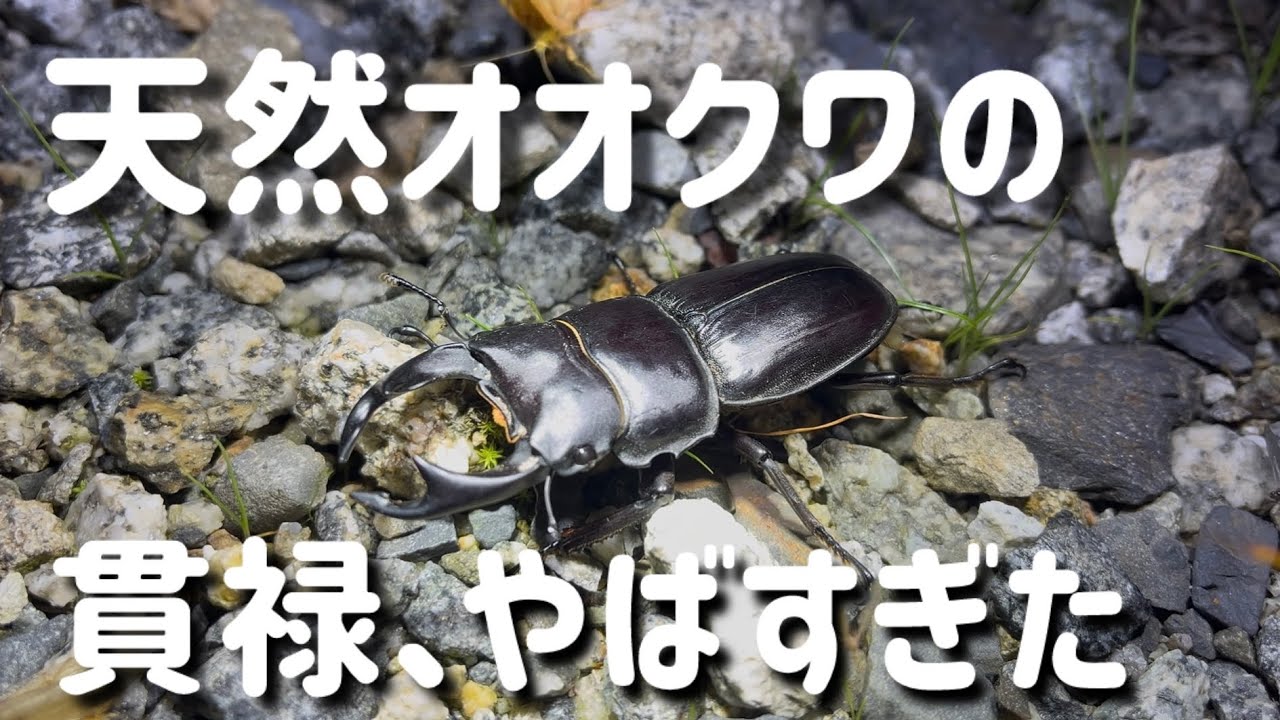 ハンティングマンのクワガタ掻き出し棒 Special Edition クワガタ採集