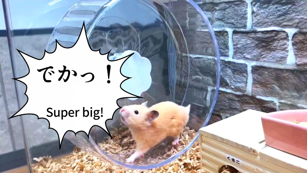 I tried setting up the BUCATSTATE Hamster Wheel 26 Silent in a
