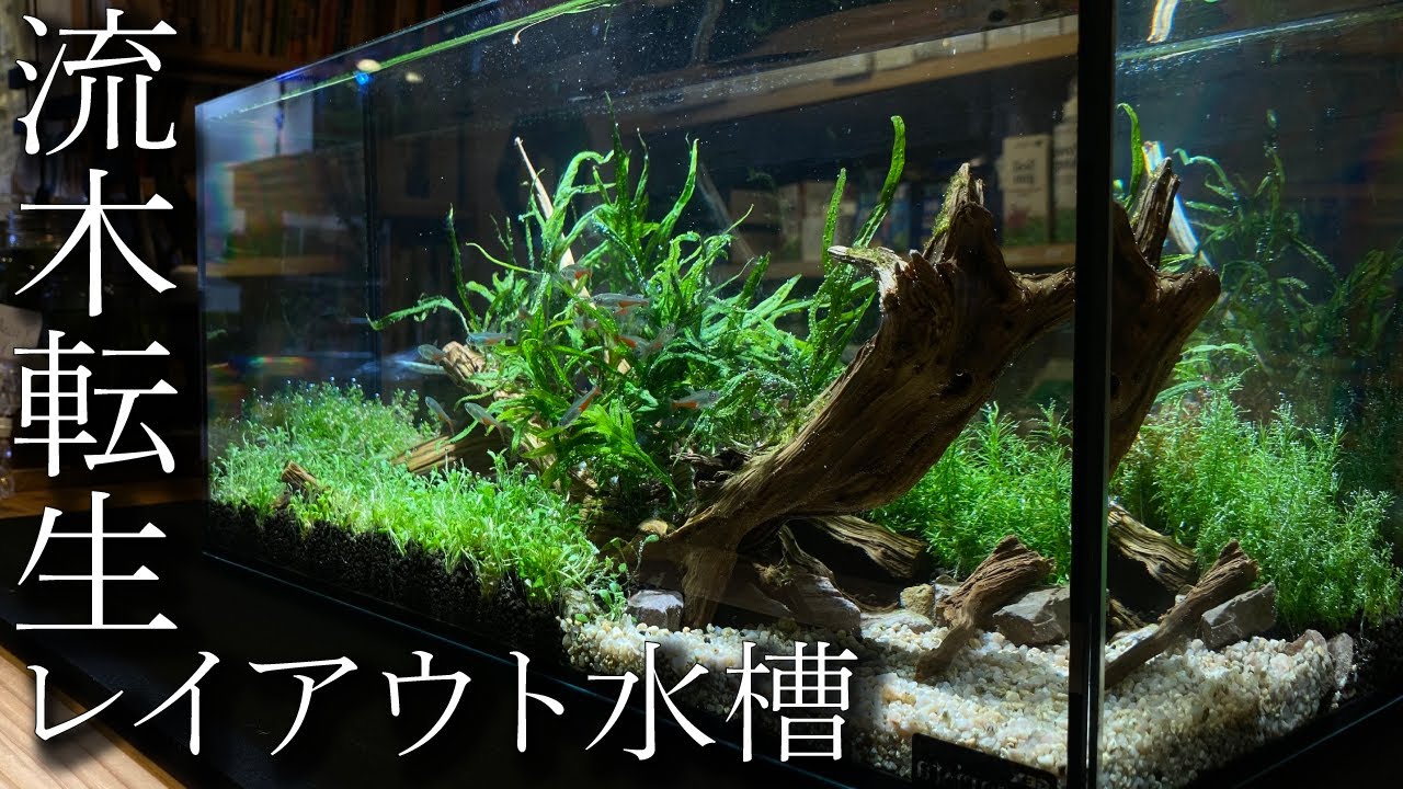 流木転生】プロが40cmレイアウト水槽を再活用で立ち上げ〜in 地球#17