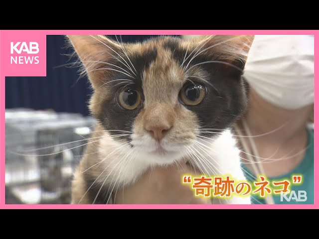 3万分の1の奇跡!?オスの三毛猫 熊本市で保護 - YouTube
