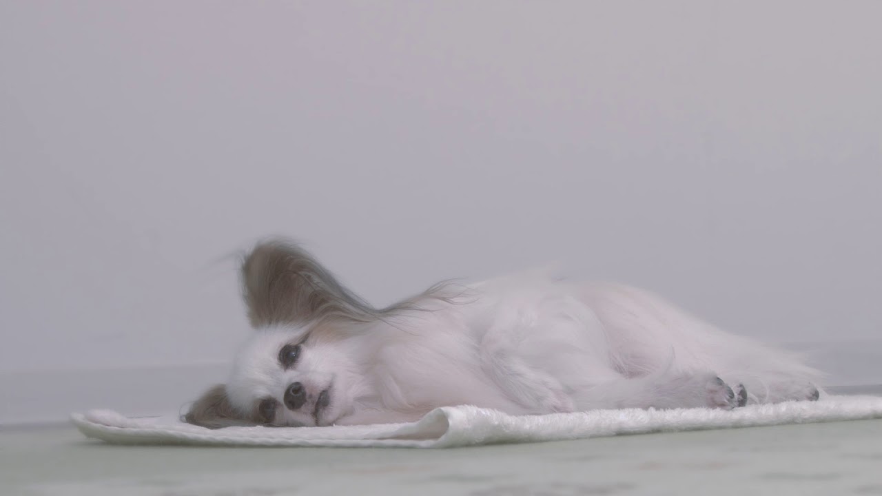 スマートスクエアベッド・防水｜ ペット用品の通販サイト ペピイ（PEPPY）